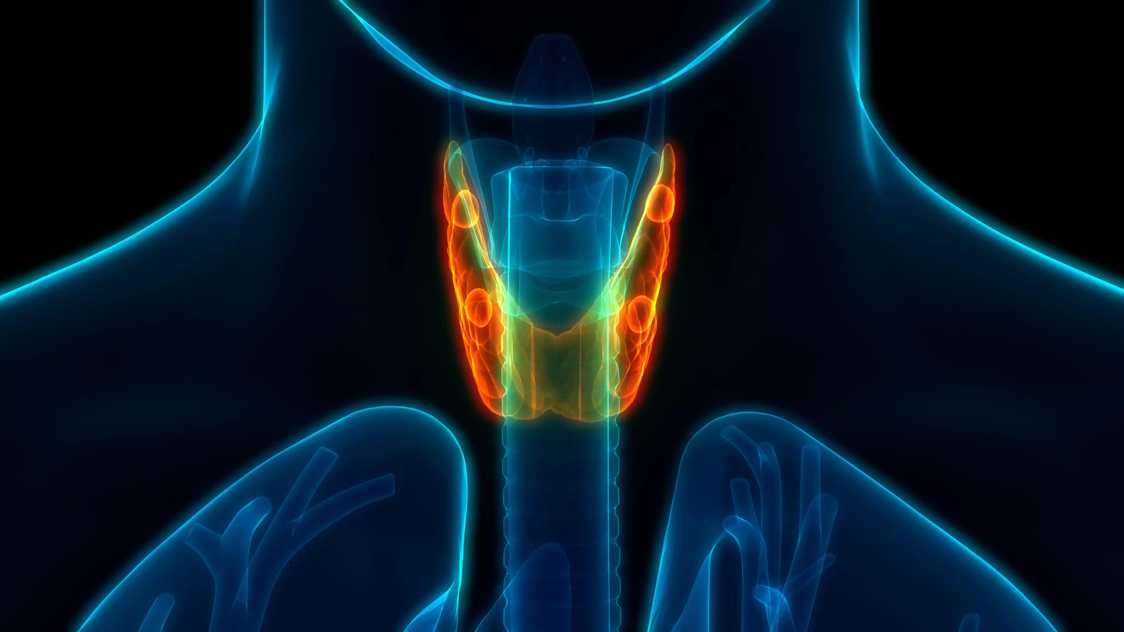 3D Illustration Concept of Human Respiratory System Larynx and Pharynx Anatomy