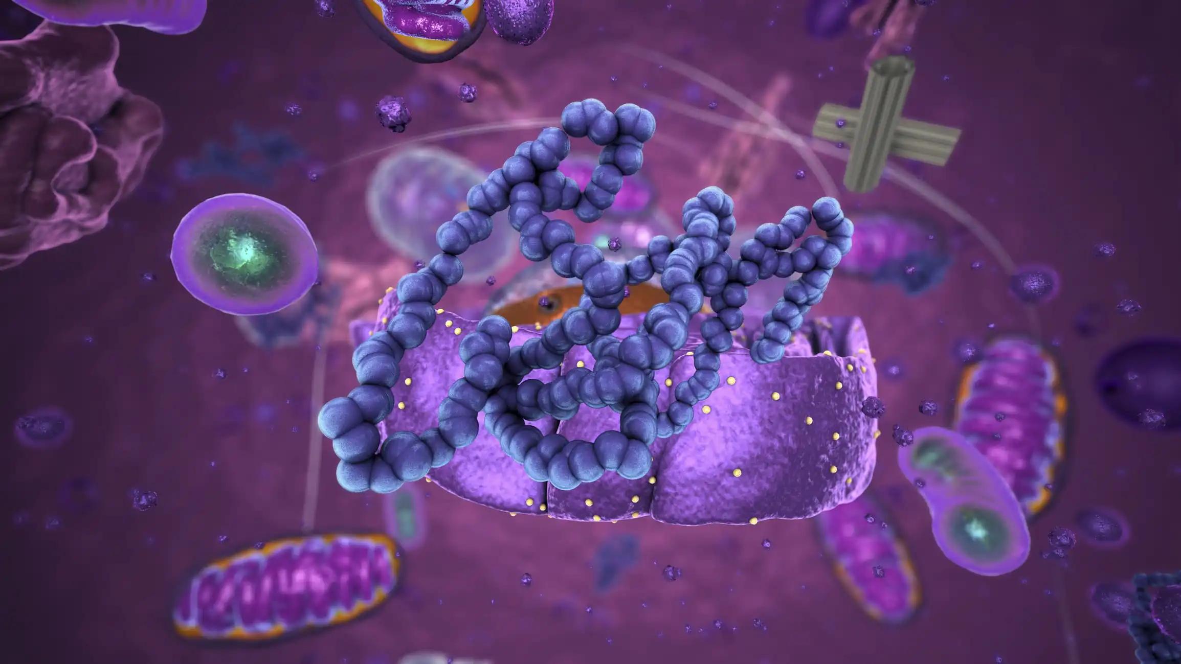 3d illustration of Organelles Inside Eukaryote