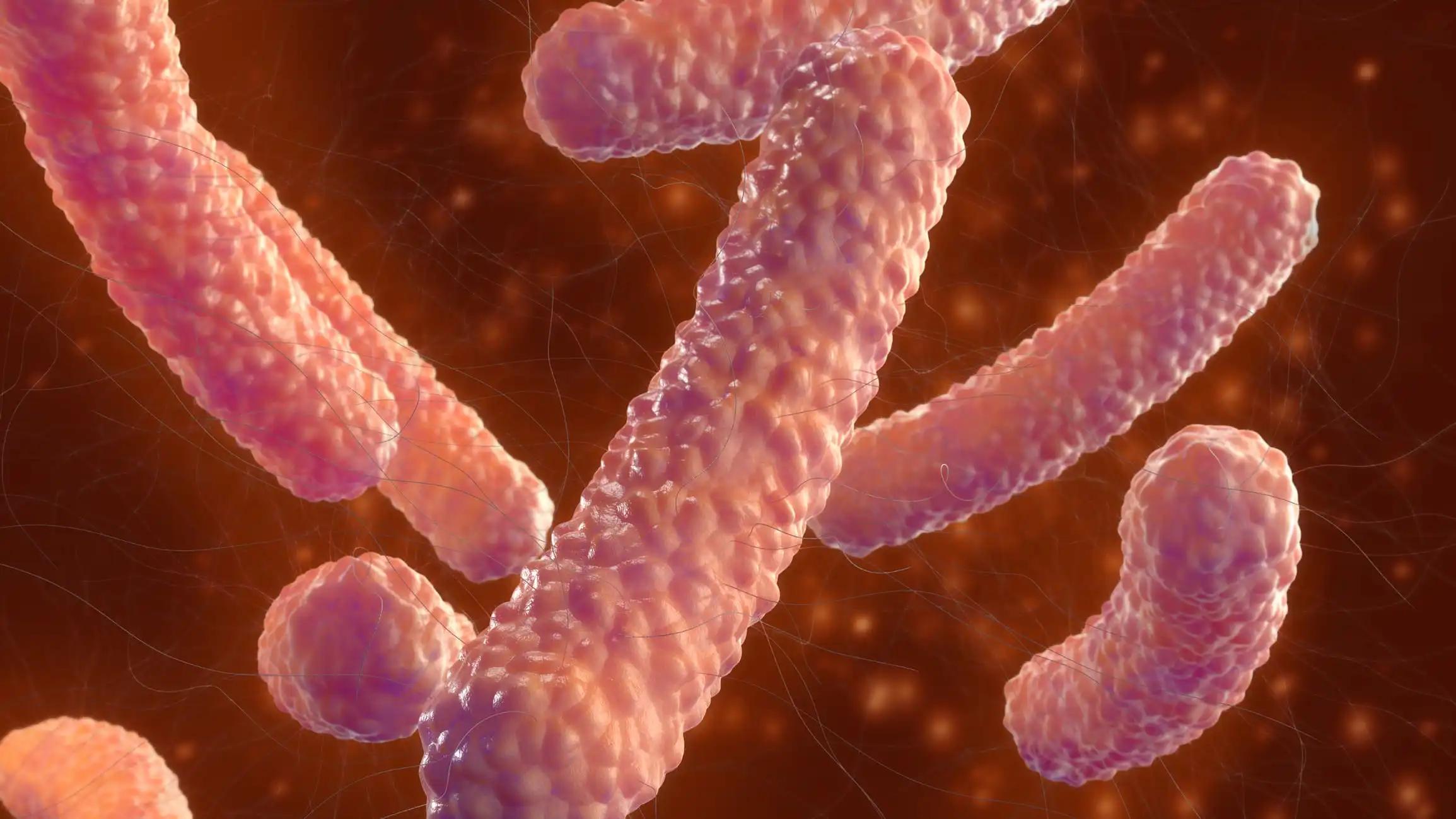 3D View of Culture of Salmonella Bacteria