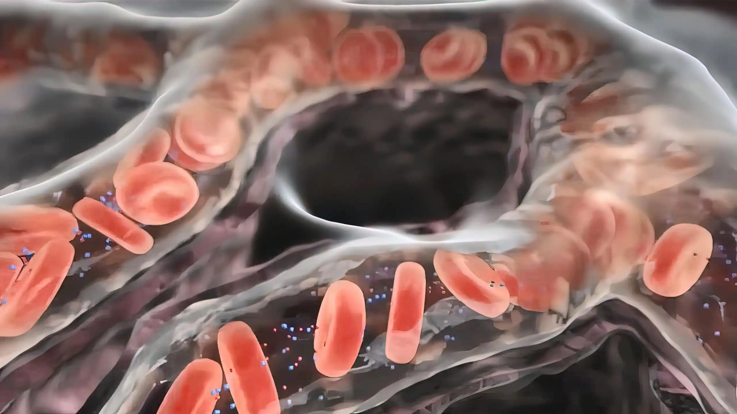 3D View of Focused Blood Circulation in Lungs