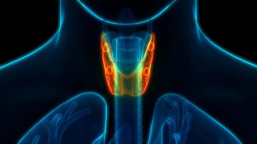 3D Illustration Concept of Human Respiratory System Larynx and Pharynx Anatomy