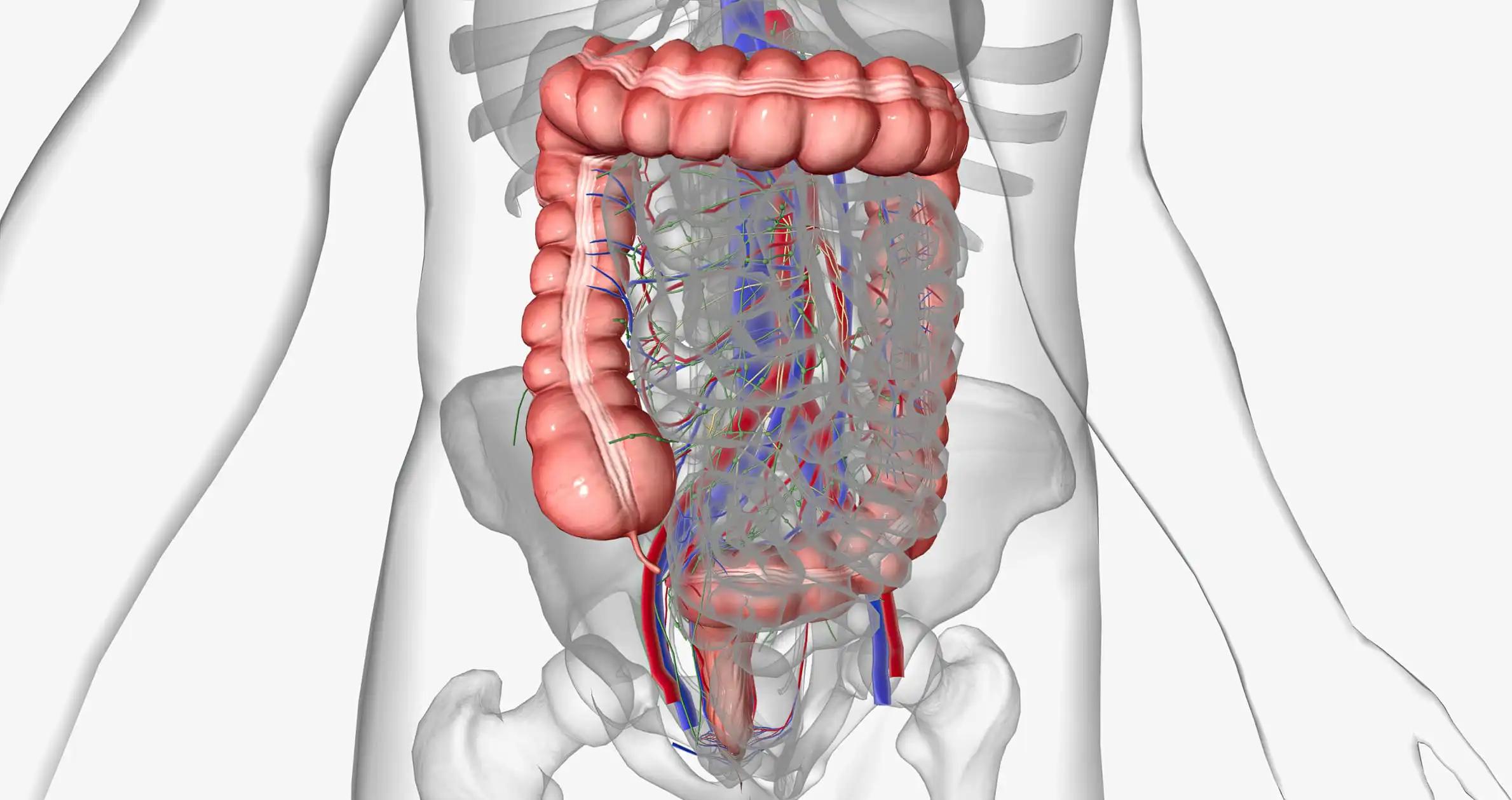 Abdomen Thorax and Pelvis