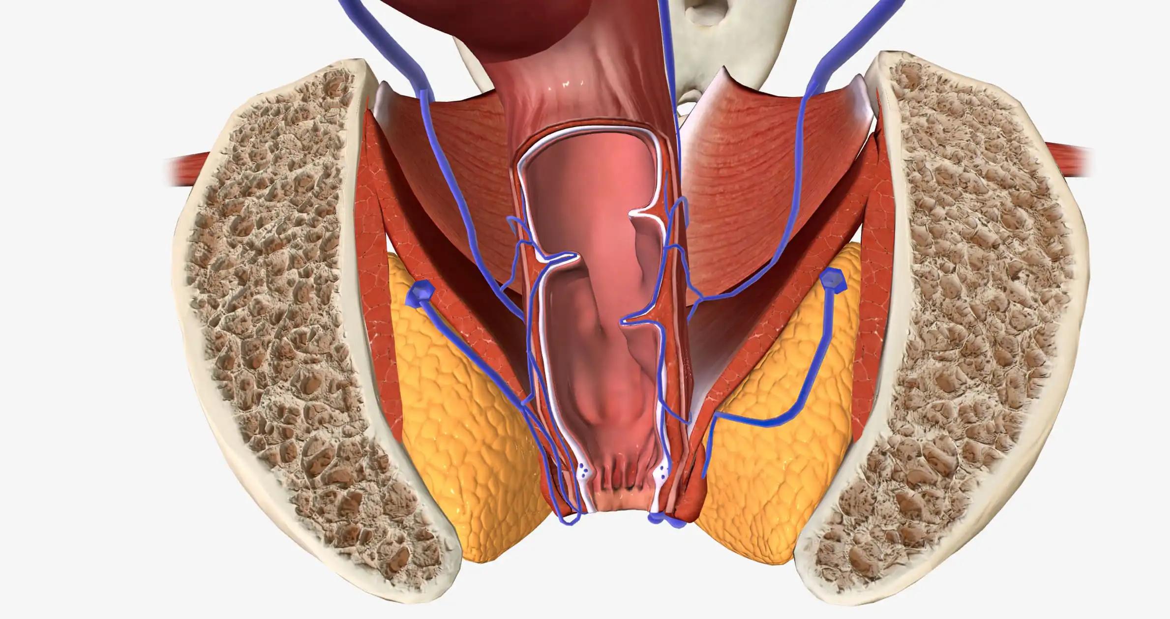 Anal Canal of Gastrointestinal