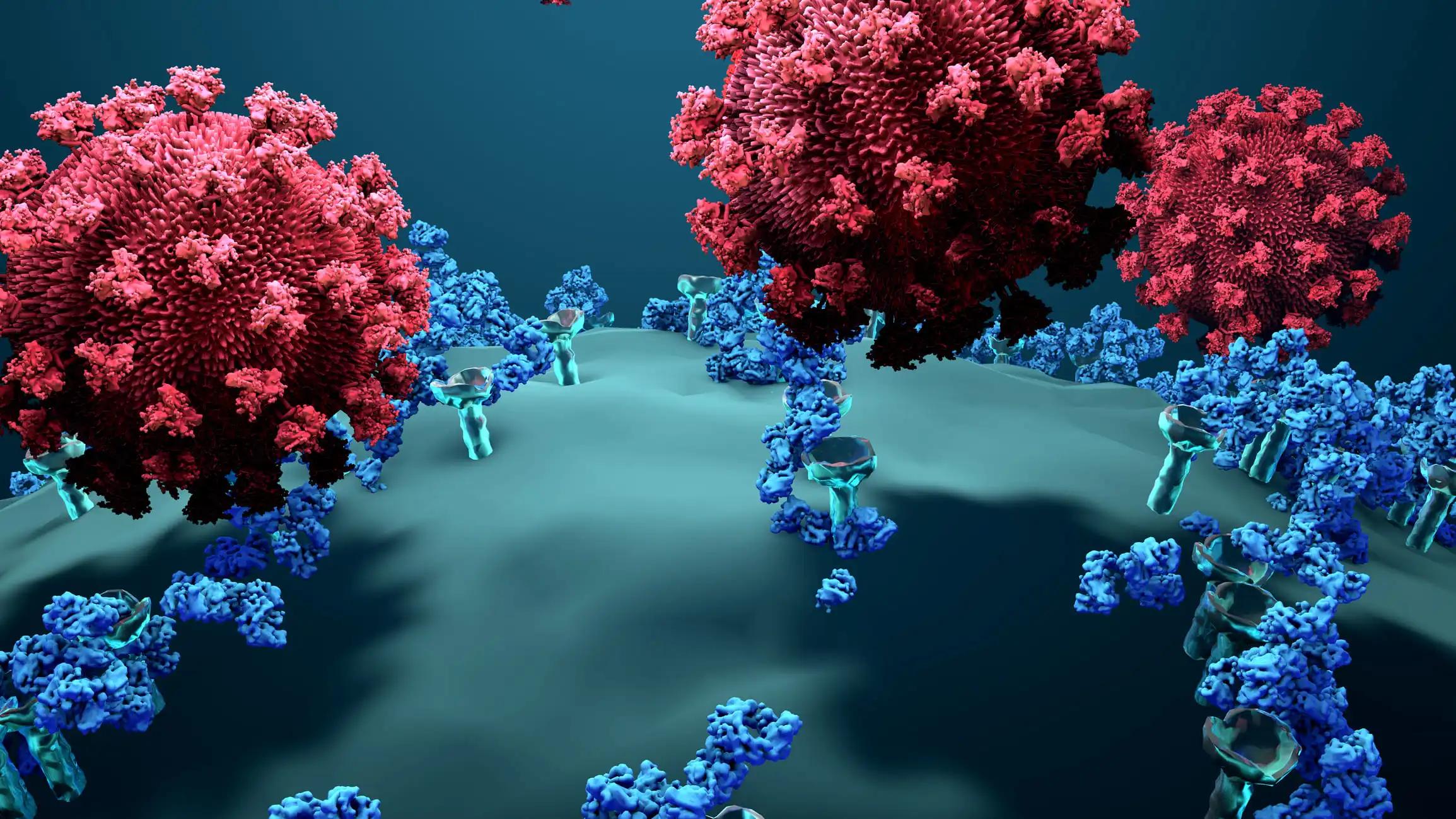 Antibodies Block a Virus from Entering a Body cell