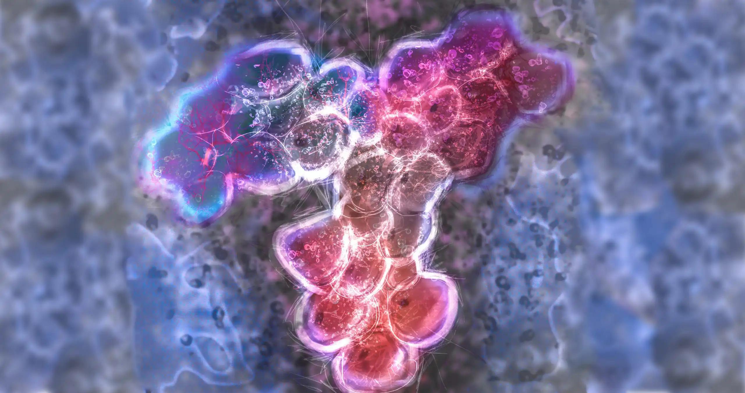 Antibody SARS COV-2 Immune Response