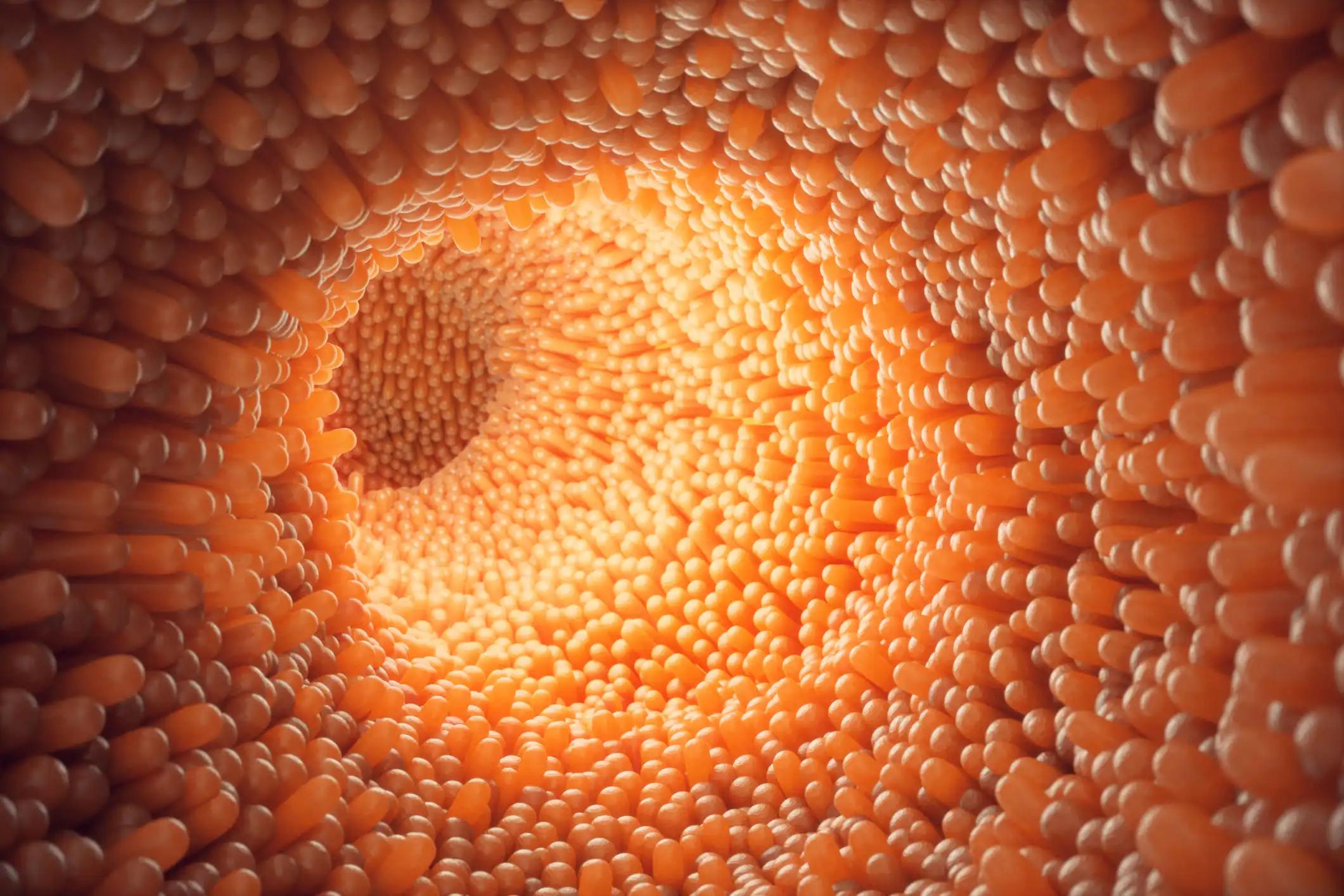 Close-Up View of Intestinal Villi