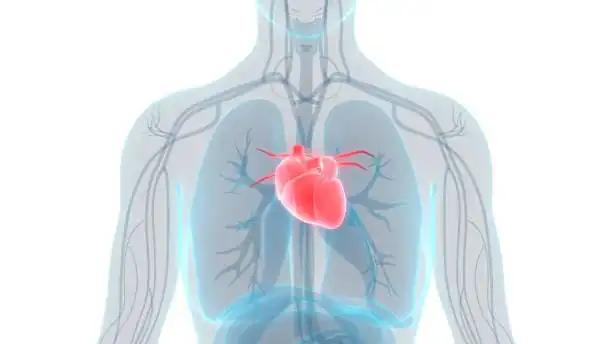 Detailed 3D Rendering of the Human Heart