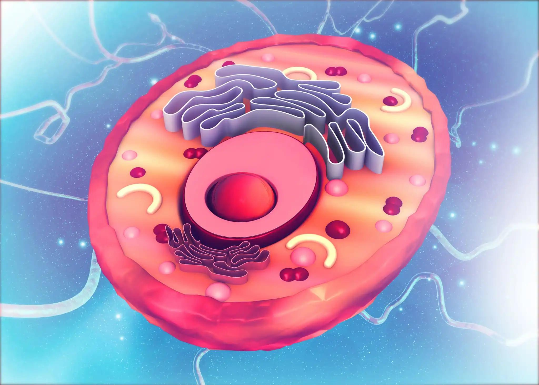 Eukaryotic Cell Nucleus and Organelles and Plasma