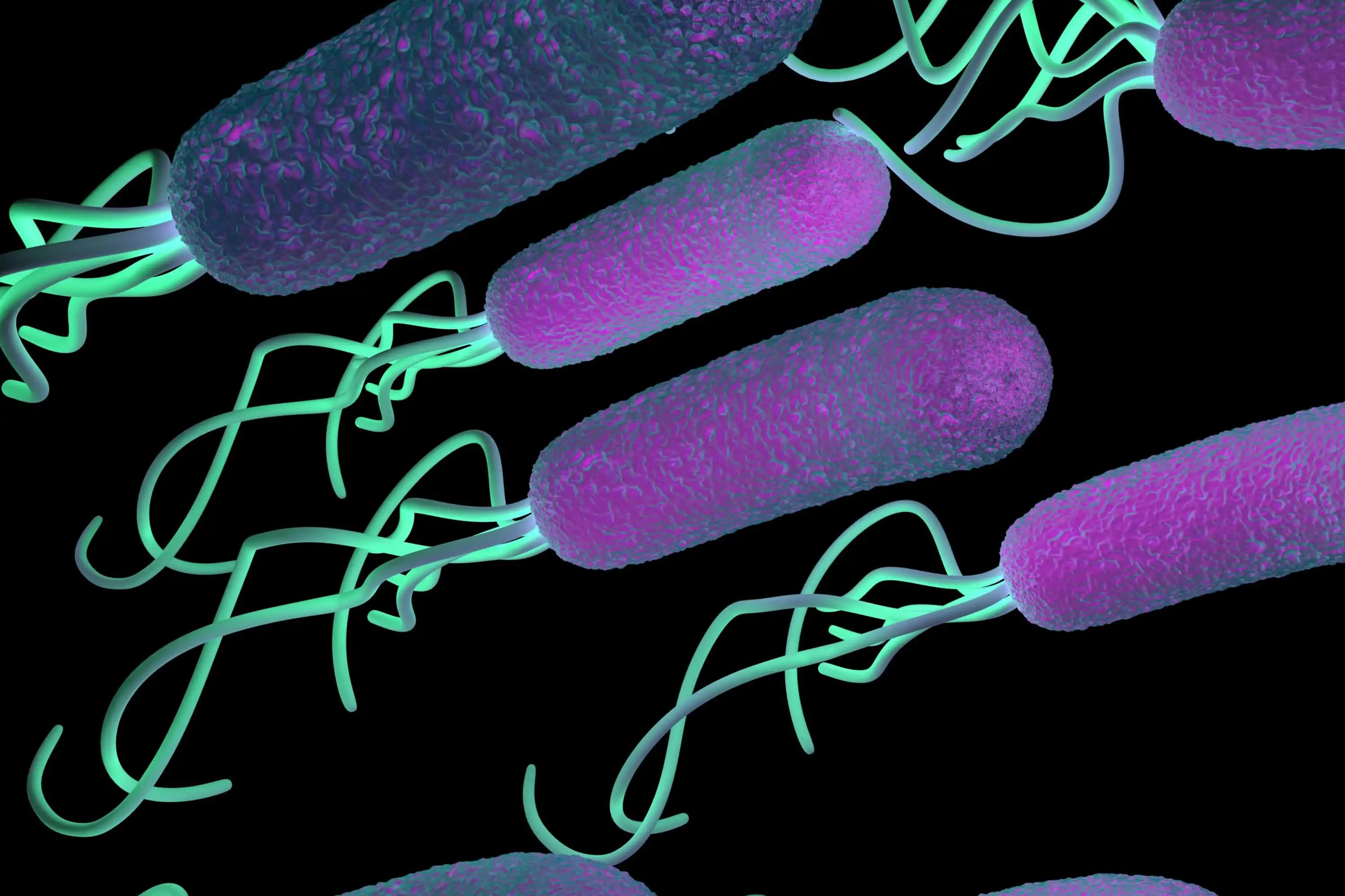 Helicobacter Pylori Bacteria Infection