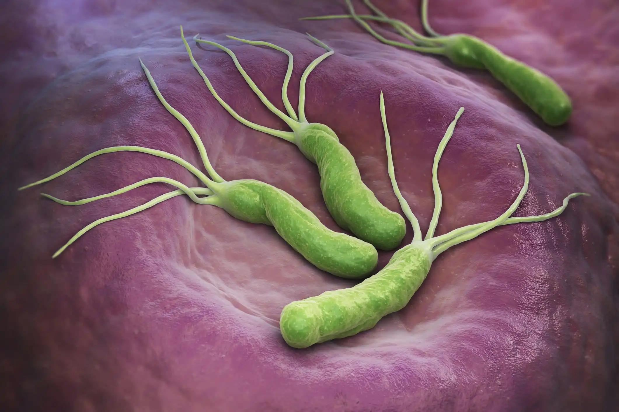 Helicobacter Pylori Bacteria