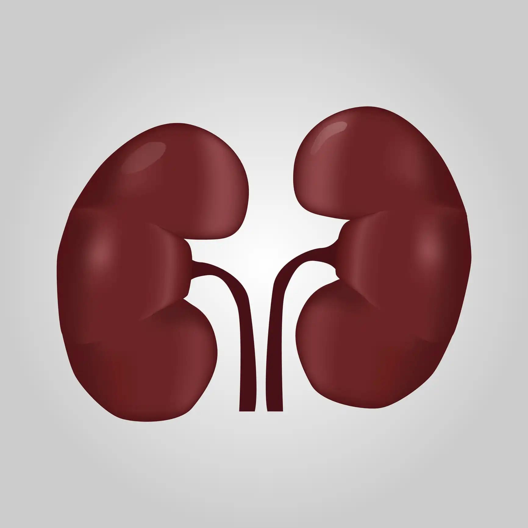 Human Kidney and Urological