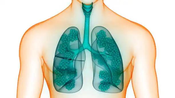 Human Lungs Internal Organs Respiratory System