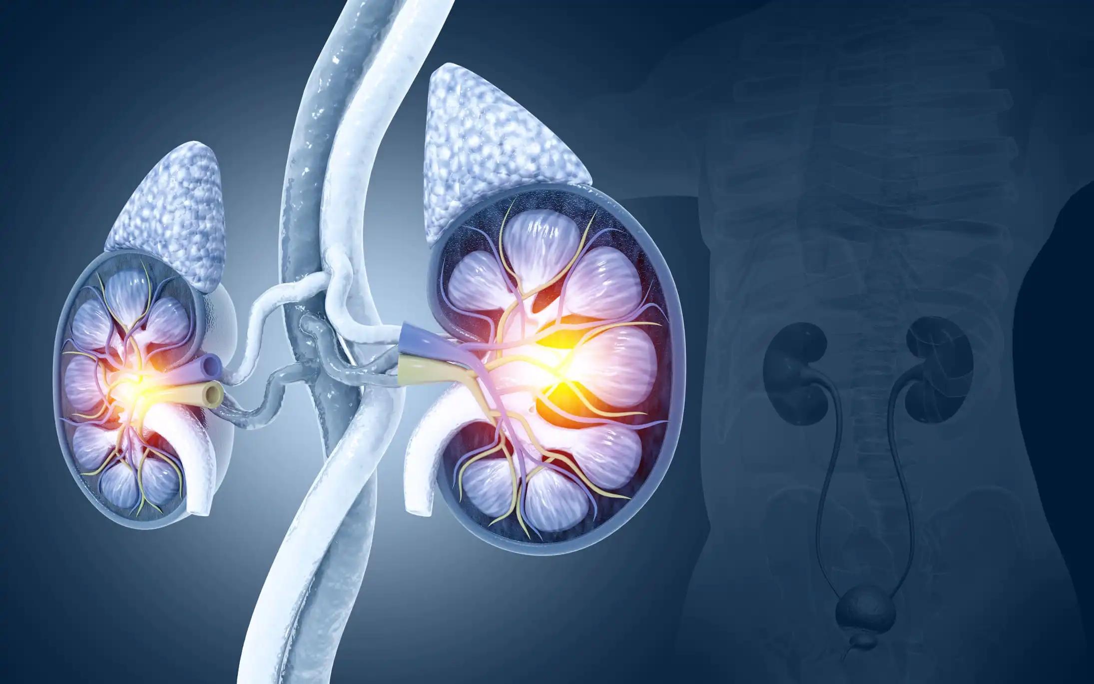 Human Urinary System Kidneys