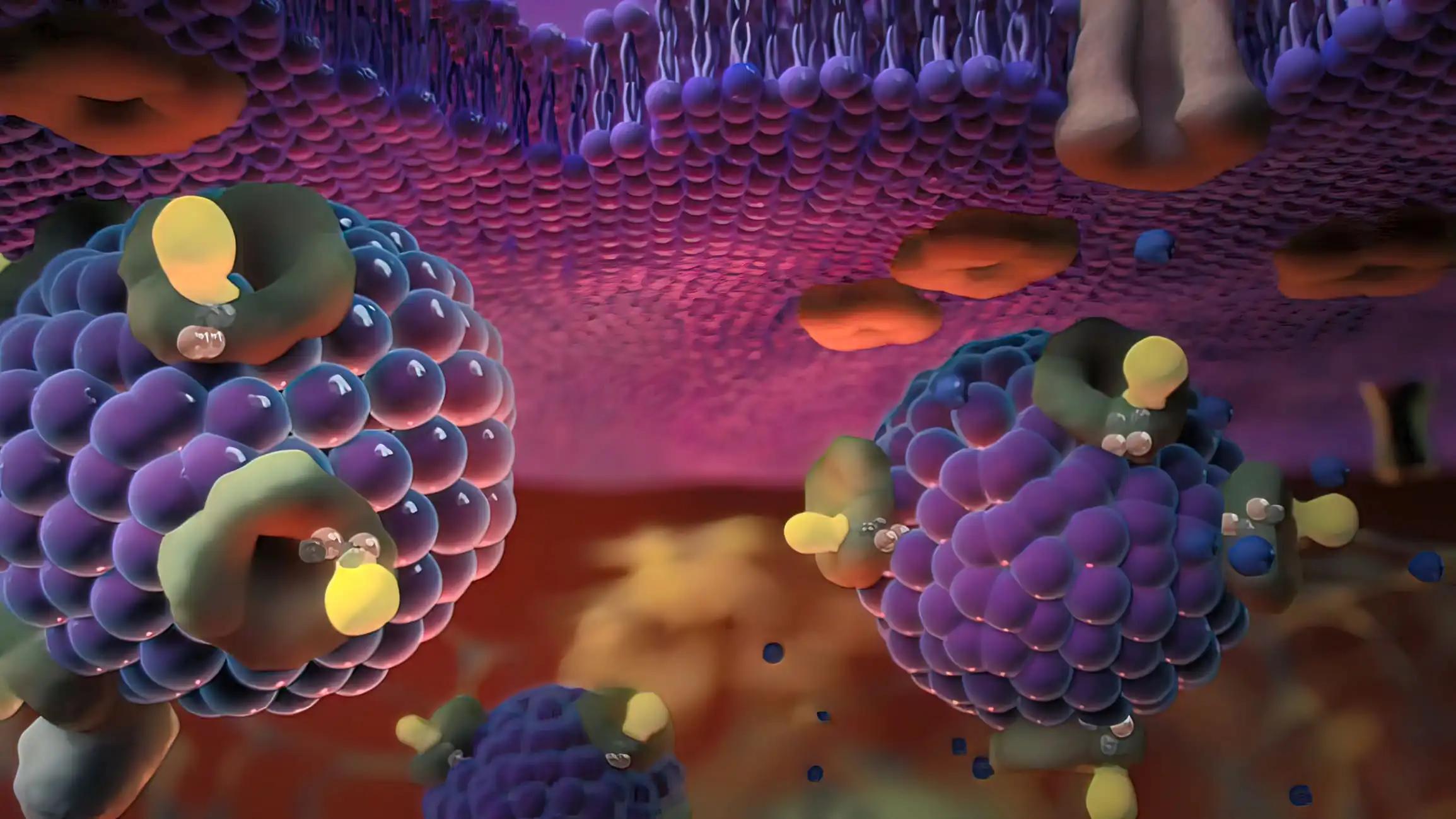 Lon Channels in Epithelial Cells