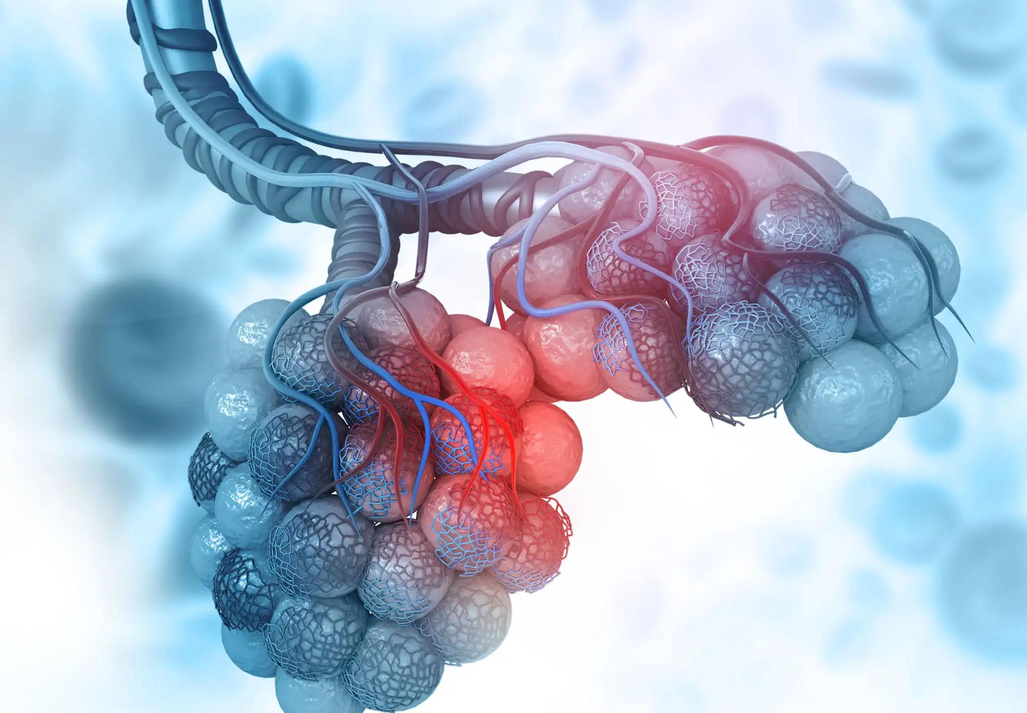 Lungs Alveoli 3D