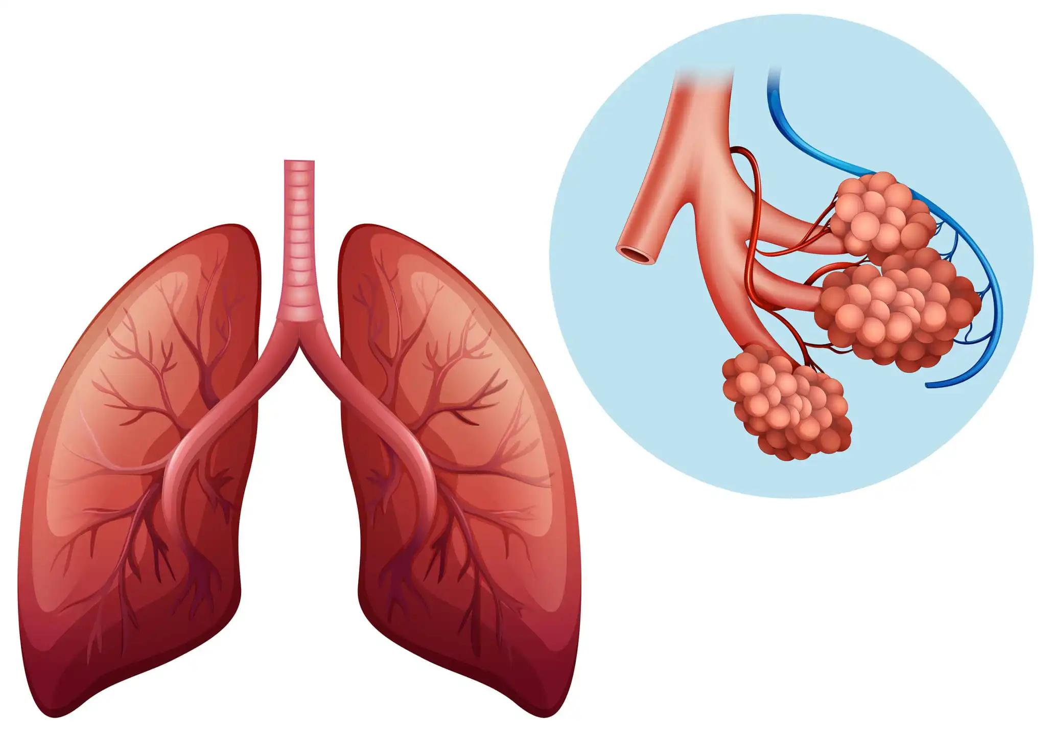 Lungs With Magnified Illustration