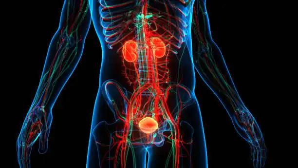 New Study for Genitourinary Cancers