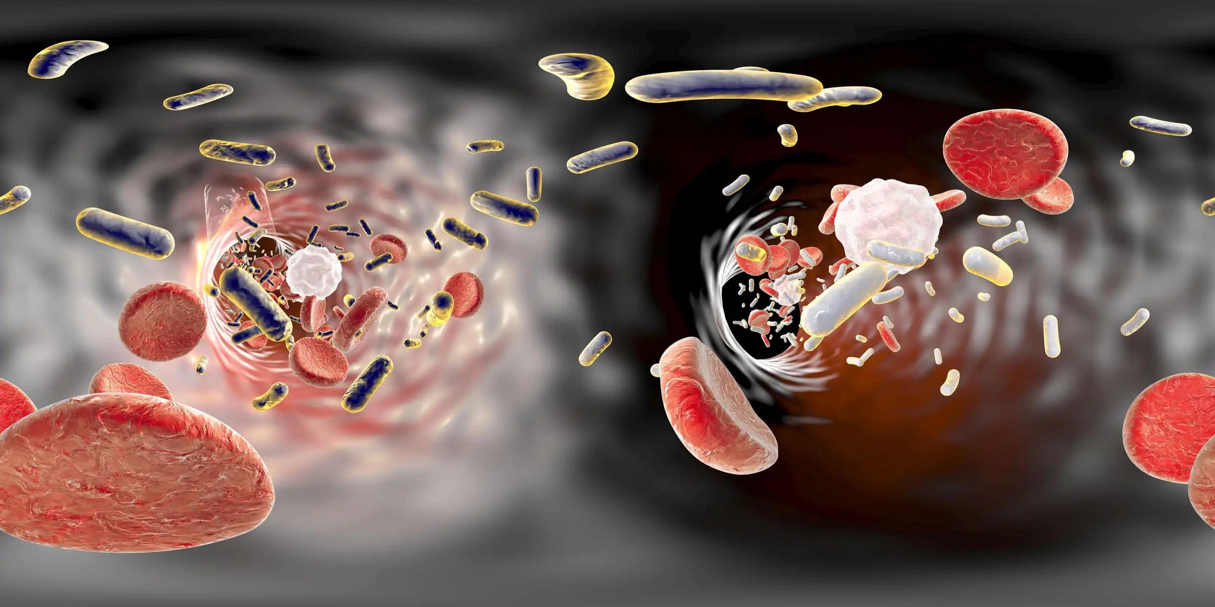 Panorama View Inside Blood Vessels with Bacteria