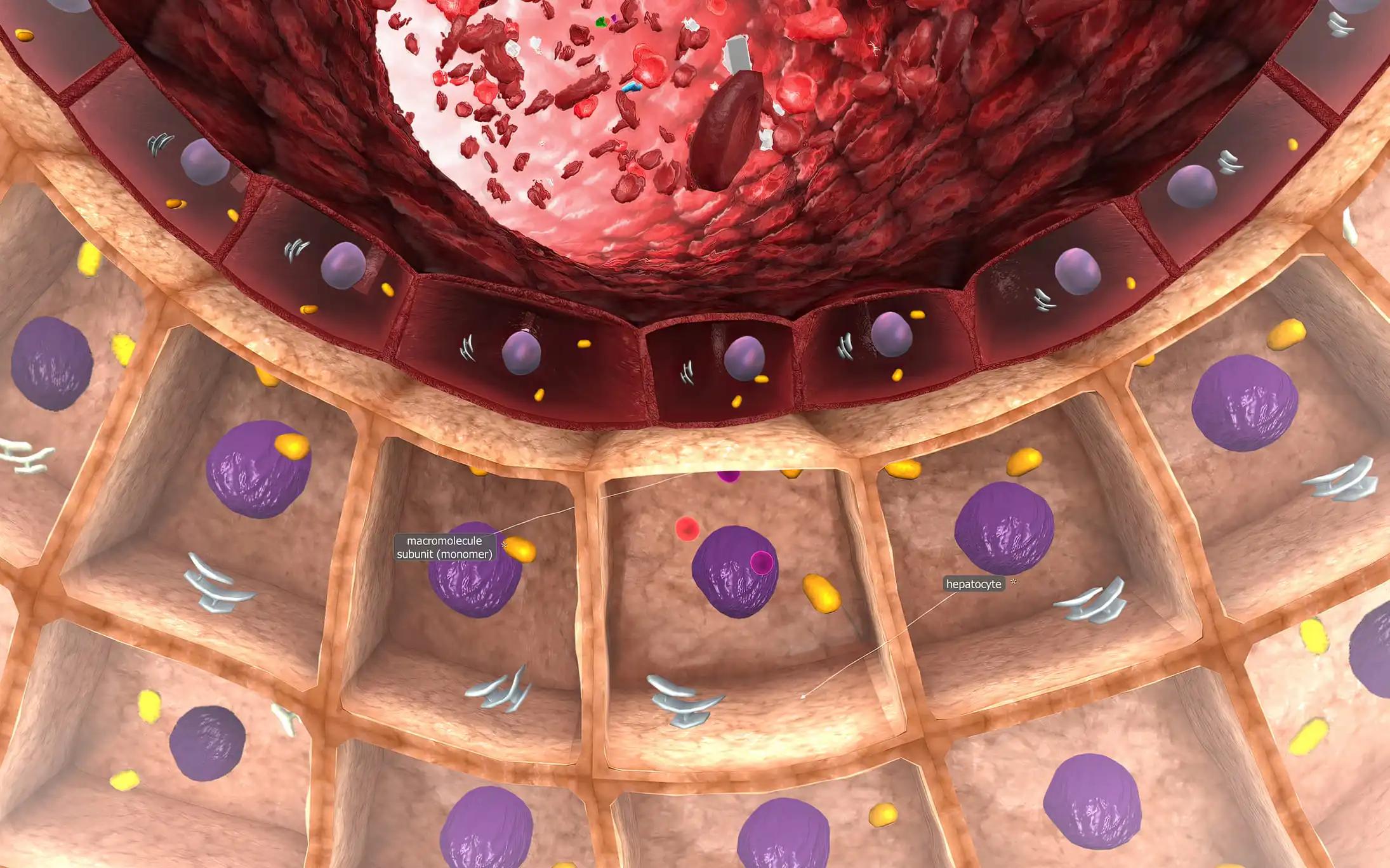 Squamous Cell Macromolecules