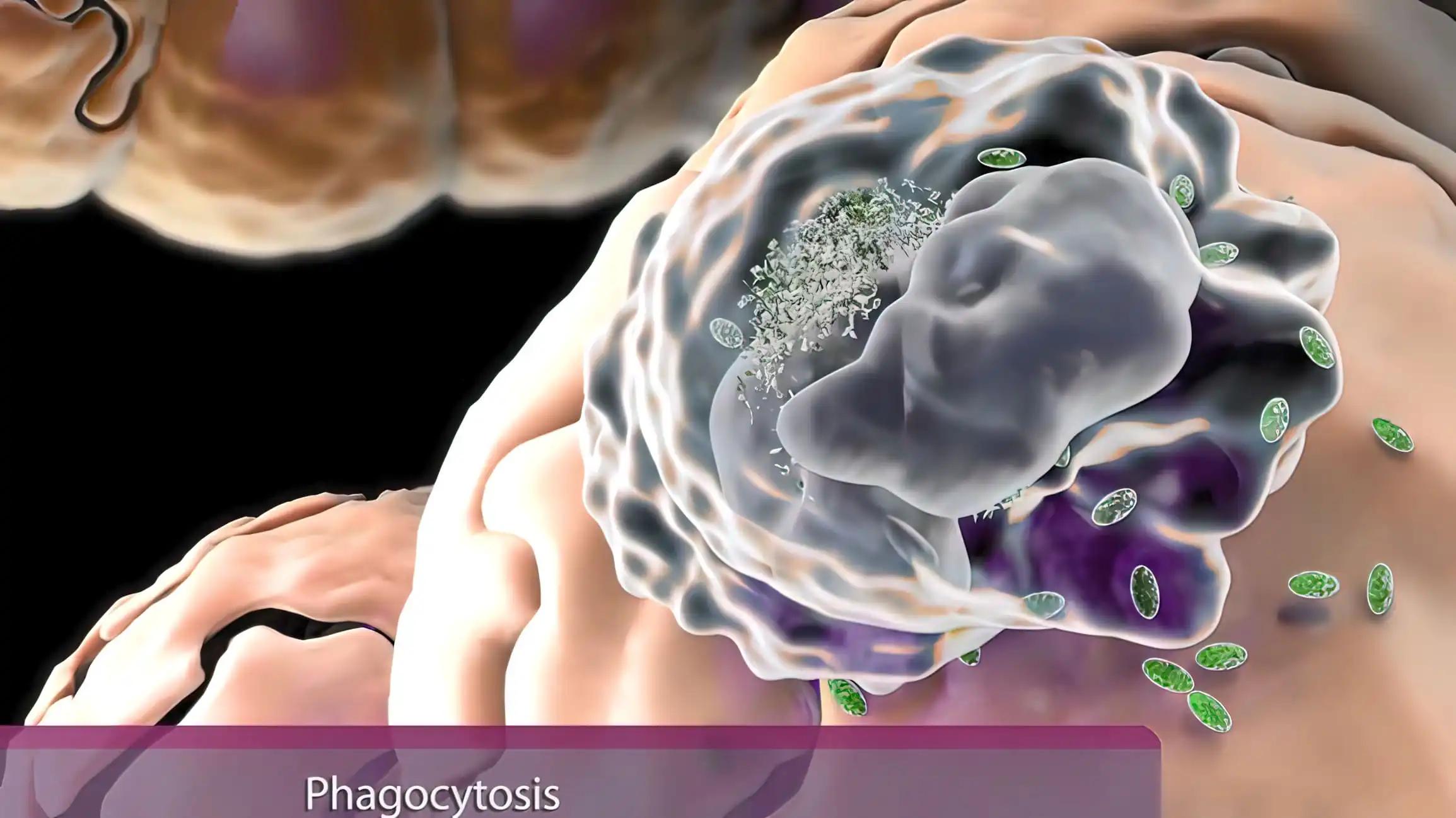 Tumor Cell Phagocytosis in Lung Cancer