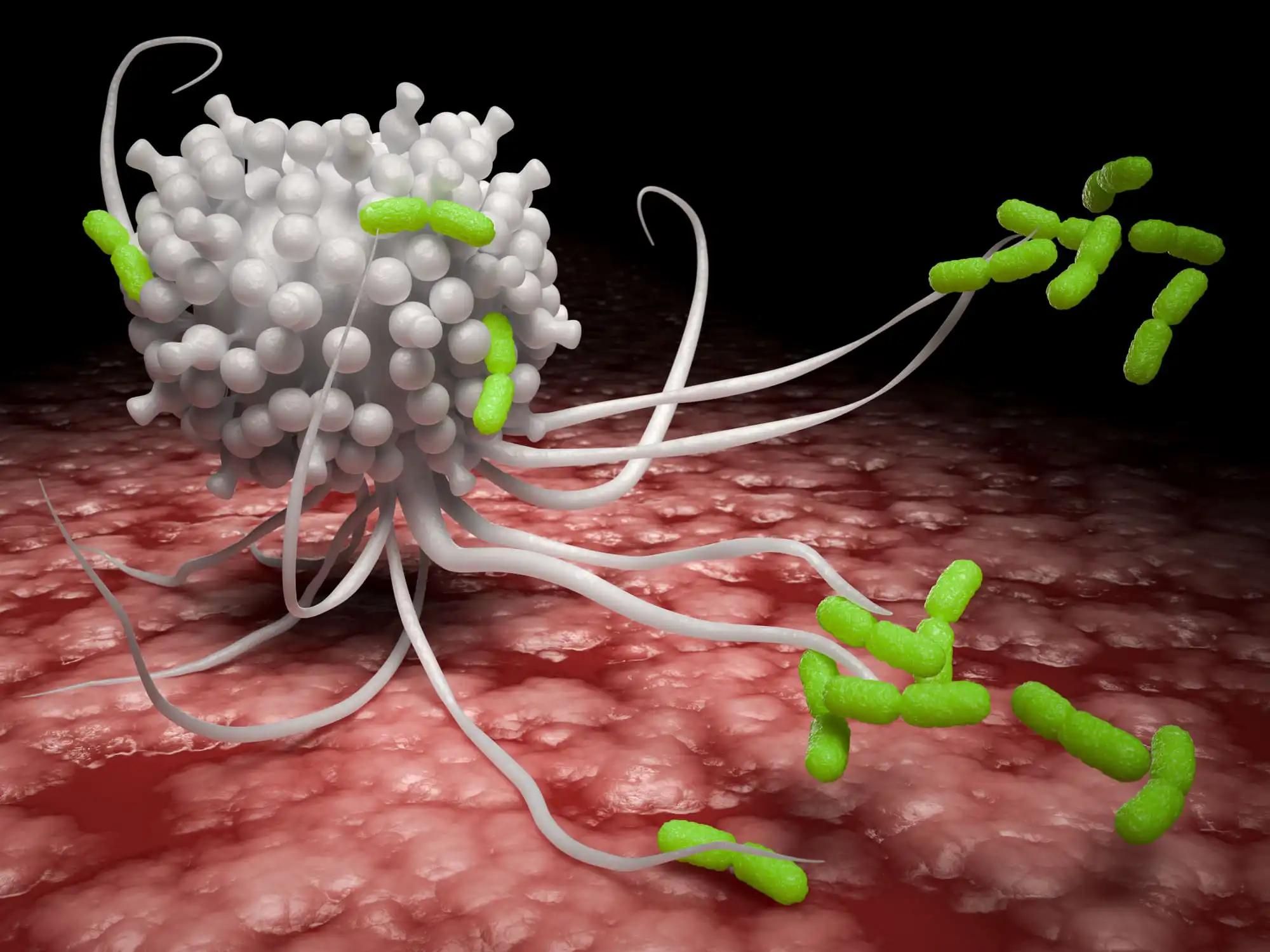 White Blood Cells Attacking Pathogens Beach