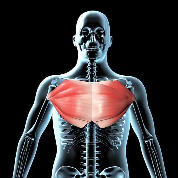 3d Illustration Pectoralis Major Muscles Xray