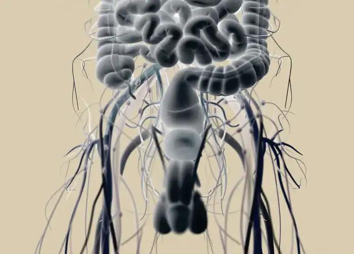 Male Urinary and Reproductive System