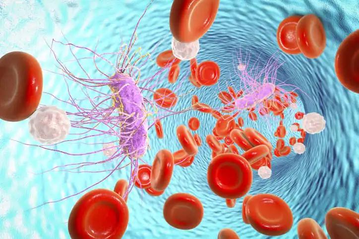 3D illustration Escherichia Coli Bacterium in Blood