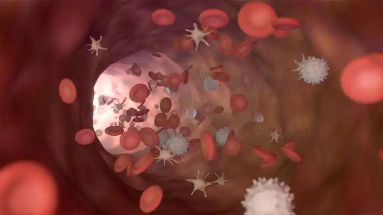 3D illustration of Bloodstream with Red Cell White Cell and Platelet