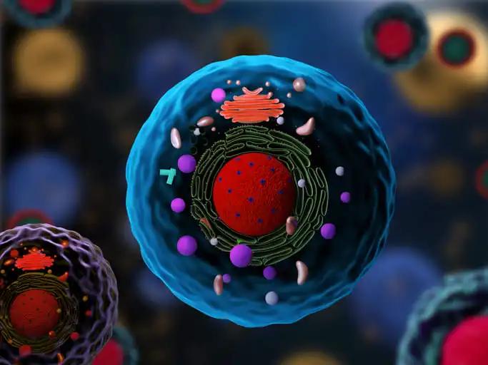 3d Render of Eukaryotic Cells