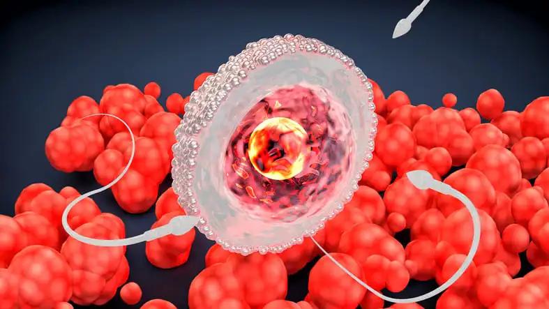 Early Stage Embryo Sperm and Egg Cell