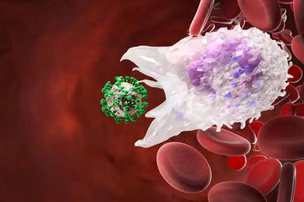 Leukocyte Phagocytosis White Blood Cells in Vein