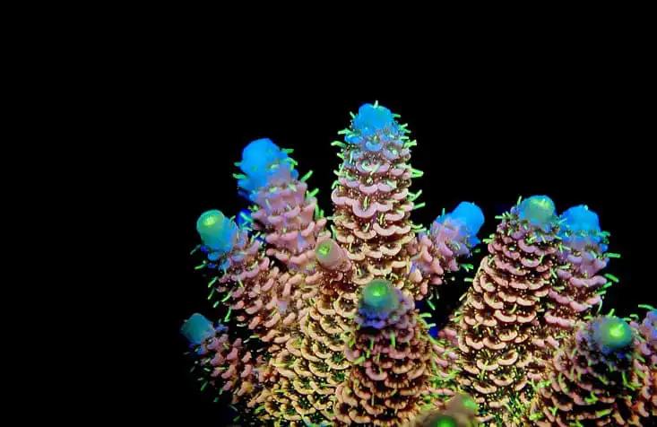 Acropora is Famous SPS Coral in Reef Aquarium Tanks