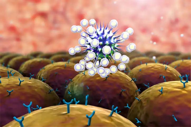 Antibodies Attack the Coronavirus