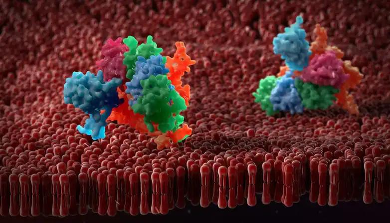 Plasma Membrane of Cell