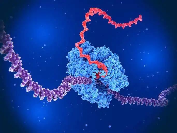 RNA Polymerase Transcribing DNA into RNA