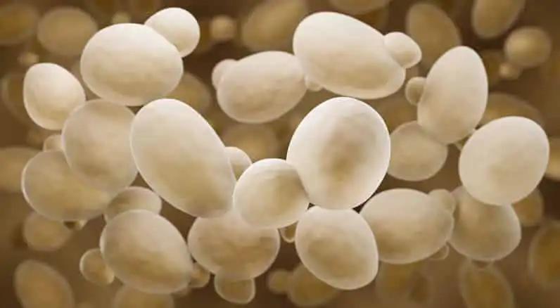 Stressed yeast cells frantically reshuffle their chromosomes