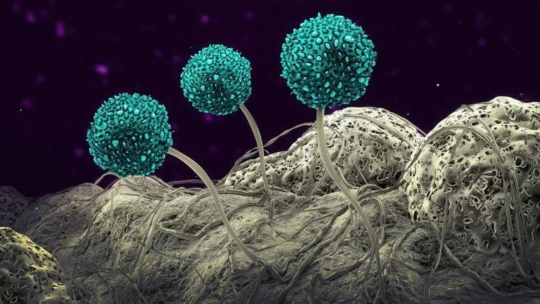 Microscopic Features of Aspergillus Niger