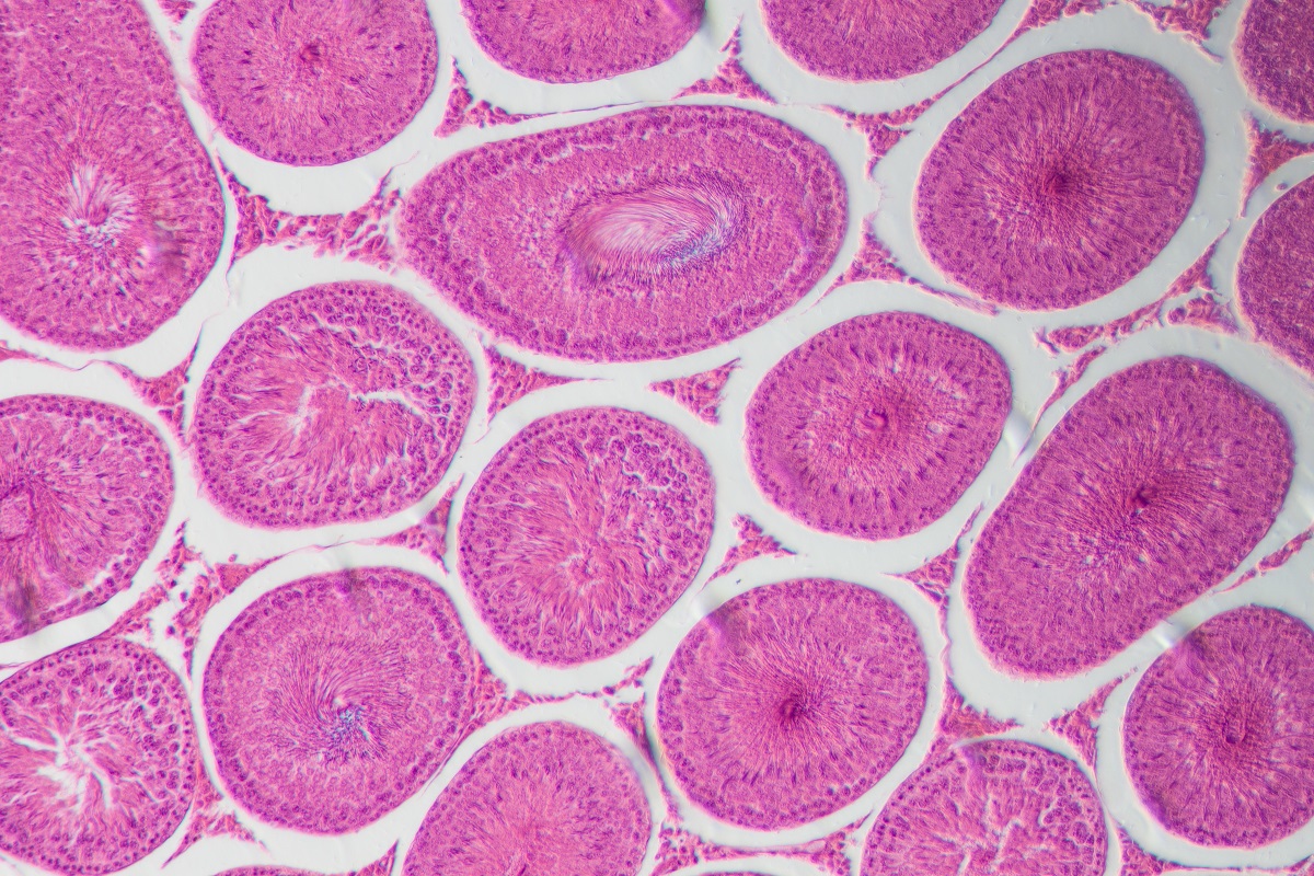 Microscopic View of Anthropometry Physiology of Testis T.S Tissue